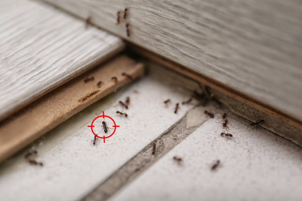 Best Pest Control for Homes  in Hurleyville, NY
